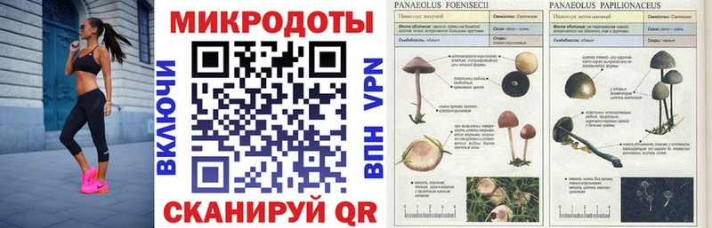 гидра как зайти  Шатура  Псилоцибиновые грибы мицелий 